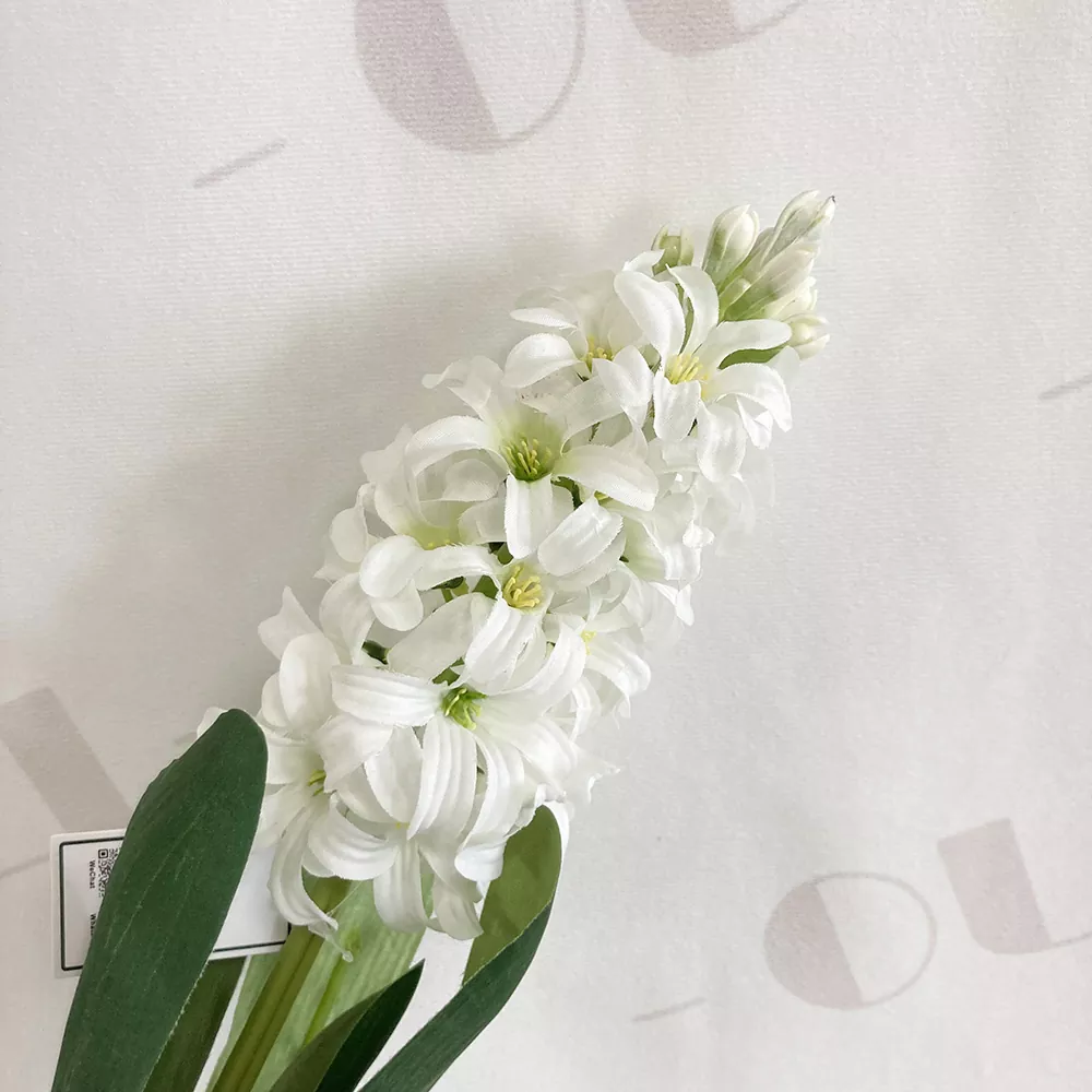 Hyacinthus artificialis flores