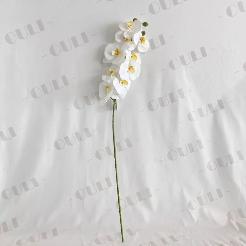 Verus tactus fake Orchid
