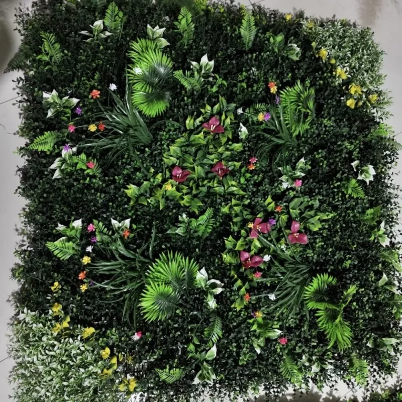 Saccharum herba murum