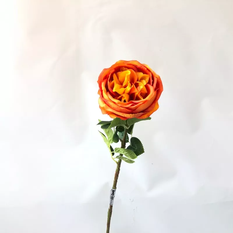 Alba Fake AGLAOPHYLES flores